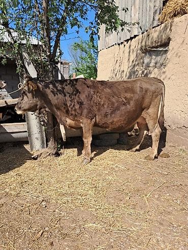 кой бишкек: Сатам | Уй (ургаачы) | Сүт алуу үчүн | Байланган — 3