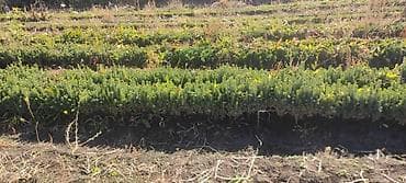 ковры метраж: Ель голубая (Picea pungens, голубая ель) с комом земли - Порода — 1