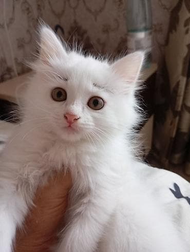 сиямские кошки: 1 месяц, Девочка, Белый — 5