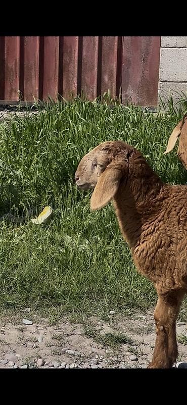 индоутка цыплята: Продаю | Ягненок | Для разведения — 7