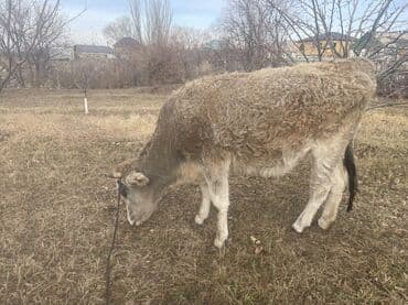 Кемирүүчүлөр: Сатам | Уй (ургаачы), Кунаажын, Музоо | Бордоп семиртүү үчүн, Союуга, Көбөйтүү үчүн — 1