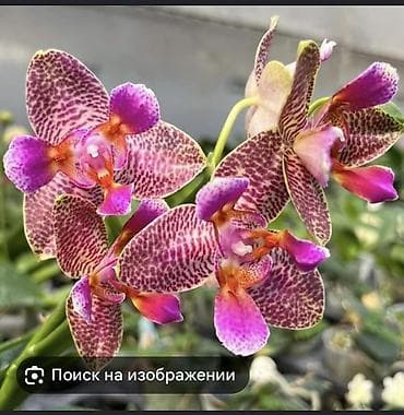 хлорофитум купить: Орхидеи из домашней коллекции на цветоносах. Скоро порадуют — 3