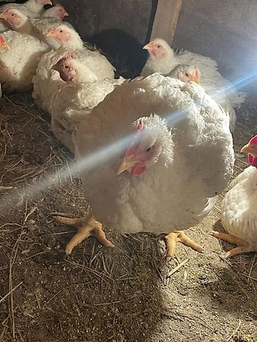 несушки кур: Продаю | Цыплята | Бройлерная | На забой — 3