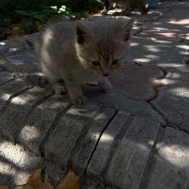 продажа щенков немецкой овчарки в бишкеке с документами: Котята, помёт разноокрасочный. Описание: - Возраст: на вид несколько — 6