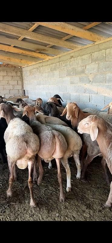 жапалак птица: Сатам | Кочкор (эркек) | Көбөйтүү үчүн | Асыл тукумдуу — 3