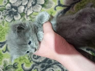 котята серые: Пушистые котята-длинношерстики - Возраст: малыши, только начинают — 7