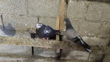 корм для птенцов волнистых попугаев: Продаются голуби: Голубка ореховая такла, бакинцы, узбекские. Цены — 3