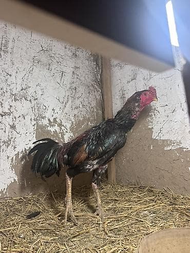 купить живого орла: Продаю | Петух | Бойцовая, Дакан | Для разведения — 2