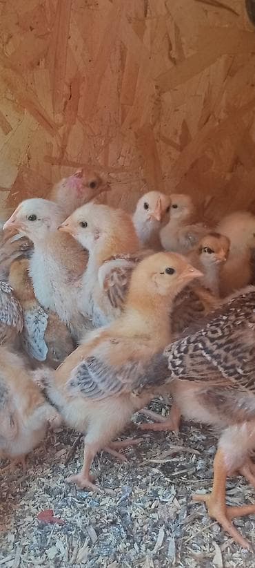 куплю корм для животных: Продаю | Цыплята | Домашняя | Для разведения — 2