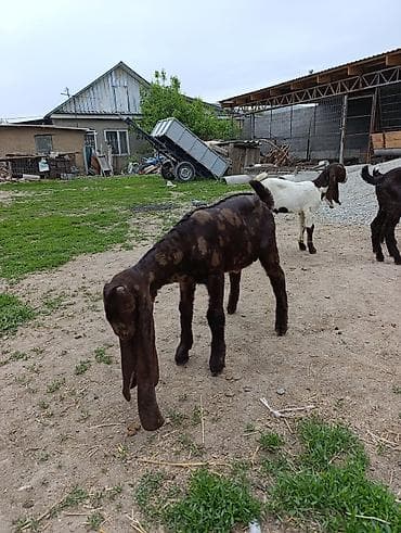 canada goose: Продаю | Козлёнок | Нубийская | Для разведения | Племенные — 5