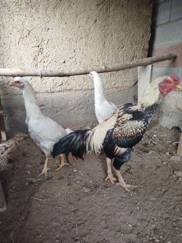 наполнители для кошек: Продаю | Куры — 3