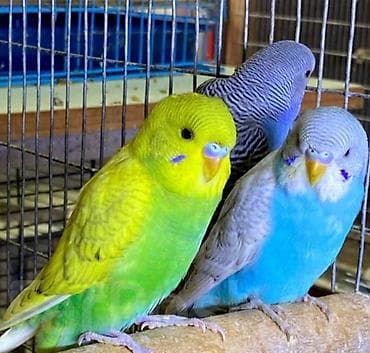 эрмен чоп фото: Неразлучник. Ошский рынок ул.Токтогул 259/4 — 3