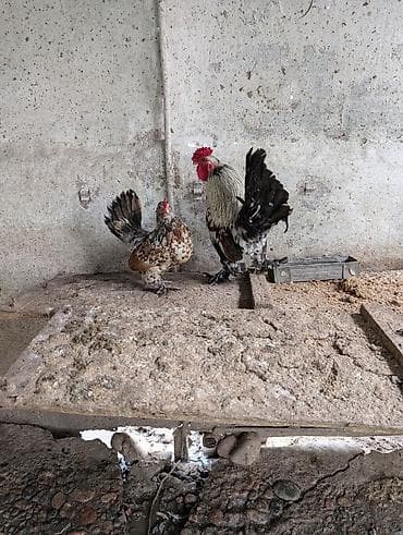 декоративные голуби: Продаю пару карликов молодые — 1