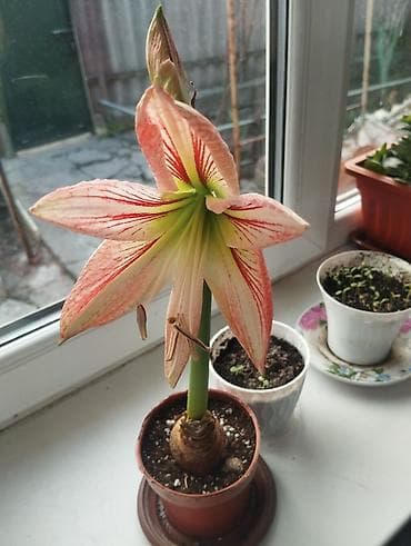Лимондор: Гиппеаструм (амариллис) в горшке - Эффектный крупный цветок с — 1