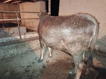 козерог: Продаю | Корова (самка) | Швицкая | Для разведения | Стельные — 8