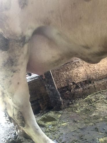 пчелиный улей: Продаю | Корова (самка) | Для молока | После отела — 3