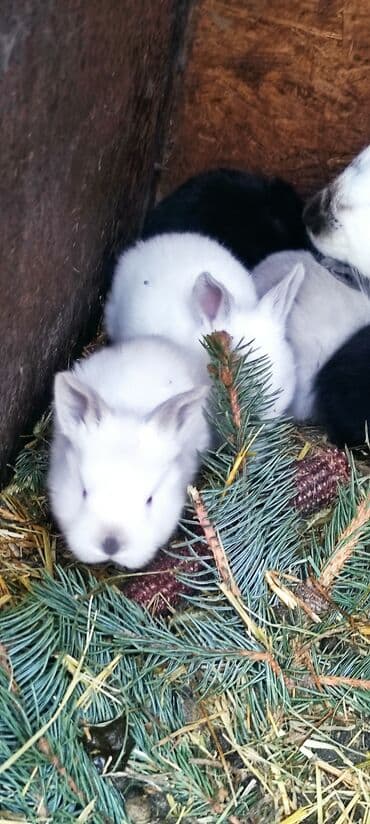 бишкектен уй сатылат: Сатам | Коендун бөжөктөрү — 9