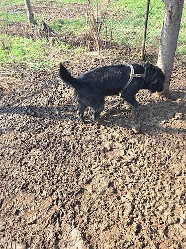 Продажа собак: 2 года, Самец, С прививкой — 5