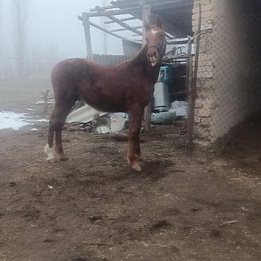 А/ч жаныбарларын сатам: Сатам | Тай — 2