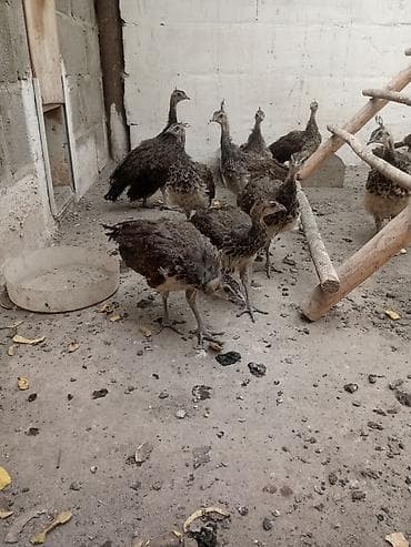 Продаю молодых индийских павлинов at lalafo.kg Продаю молодых индийских павлинов