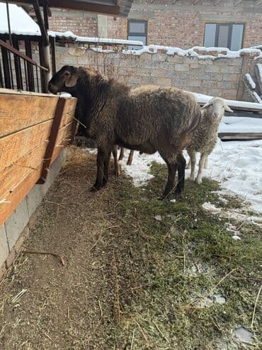 ит мал айдайт: Сатам | Ургаачы кой (ургаачы) | Аргын | Көбөйтүү үчүн | Асыл тукумдуу — 4