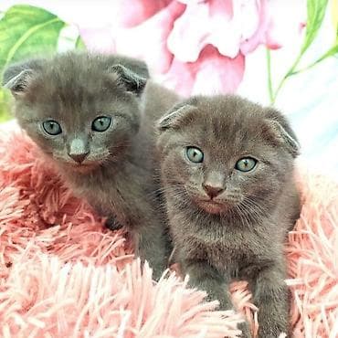 Аквариумдар: Скотиш Фолд (Шотландиялык шалпаң кулак), 1 айлык, Эркек, Боз, Лотокко барууга үйрөтүлгөн — 1