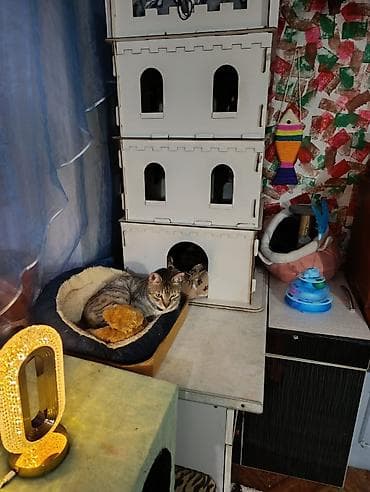 где можно взять кошку бесплатно: Здравствуйте 🌿 Зоогостиница «Мурляндия» принимает только домашних — 3