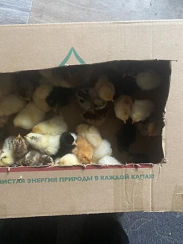 куры кара балта: Продаю | Цыплята | Для разведения — 3