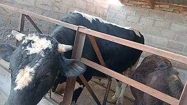 быки продажа: Продаю | Бык (самец) | На откорм | Осеменитель — 2