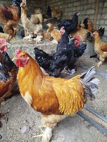 Продаю | Петух | Брама | Для разведения