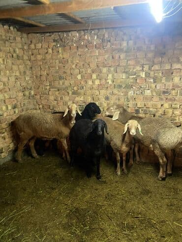 молодой баран: Продаю | Баран (самец) | Арашан | Для разведения | Племенные — 5