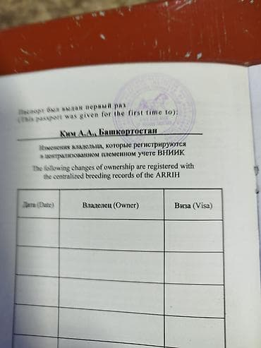 симина кукурузы: Продаю | Конь (самец) | Кара Жорго | Рабочий — 4