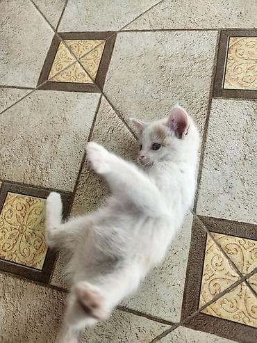 турецкая ангора кошка цена: Мама турецкий ван.🐱 котятами 2 месяца🐱. проглистованы. сами — 6