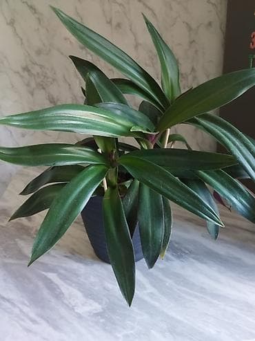 Традесканции: Продаю комнатный цветок - Рео (лат. Tradescantia spathacea), которое — 1