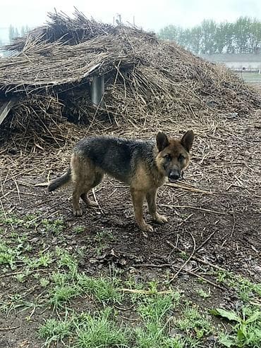 кошки маленкие: Немецкая овчарка, 1 год, Самка, С прививкой — 1