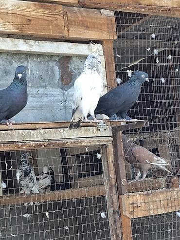 брама изабель: Голуби домашние, декоративно-летные породы, разного окраса. Описание — 10