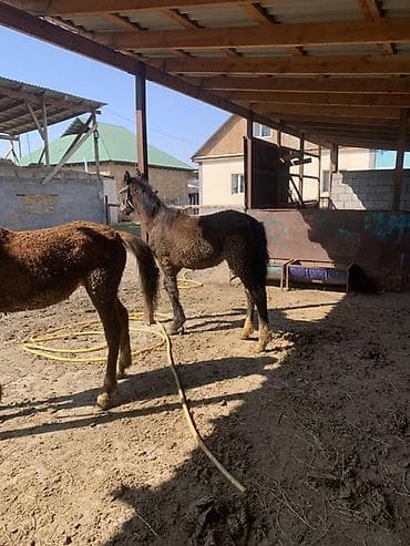 обувь мюли: Продаю | Жеребенок | Полукровка | Для разведения | Племенные — 4