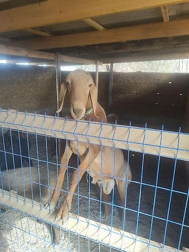 сена саман: Продаю | Баран (самец) | Арашан | Для разведения | Осеменитель — 5