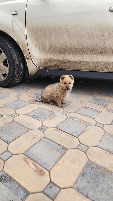 Үй жаныбарлары үчүн товарлар: Щенок продаются кучук сатылат лайка аралаш домиги кошо берилет — 2