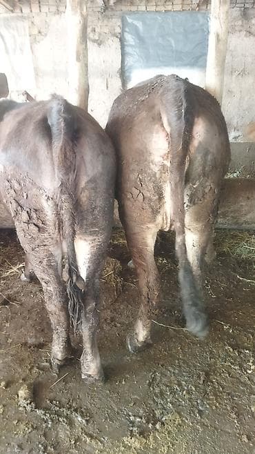 животные на продажу: Продаю | Тёлка | На откорм | Нетель — 9