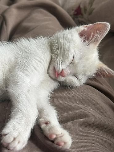 кошки в караколе: Белый котенок с рыжими ушами и хвостиком. Нашли его на улице в Кара — 2