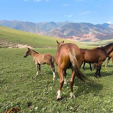 атдар: Продаю | Жеребец | Конный спорт — 9