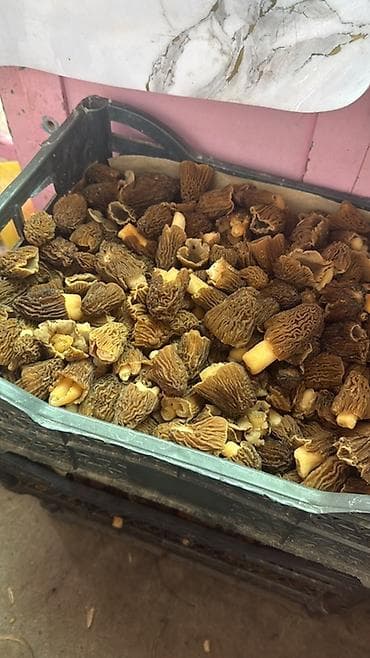 банки маленькие купить: Сморчки лесные (свежесобранные) - Ароматные весенние грибы со — 1