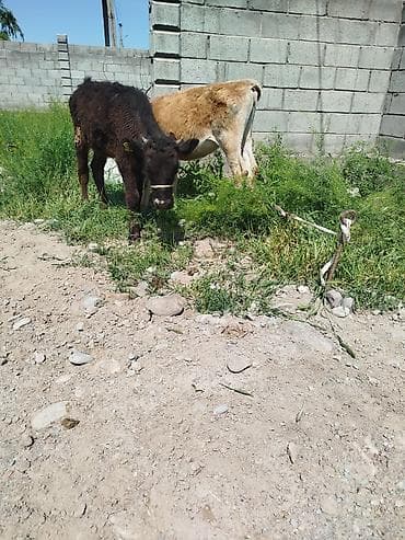 кошка домашняя: Продаю | Музоо, торпок | Полукровка | На откорм | Привязанные — 3