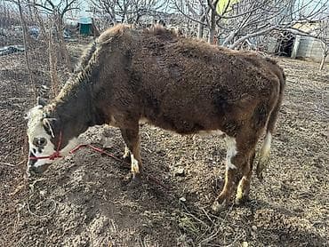 Услуги ветеринара: Продаю | Тёлка | На откорм | Привязанные — 5