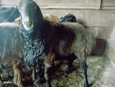 сколько стоит коза дойная купить: Продаю | Баран (самец) | Для разведения | Племенные, Осеменитель — 1