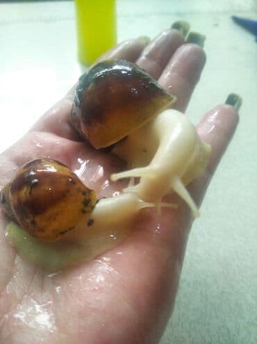 Грызуны: Ахатины .разного возраста .Проглистованы.Здоровые.Активные. Есть4 — 10