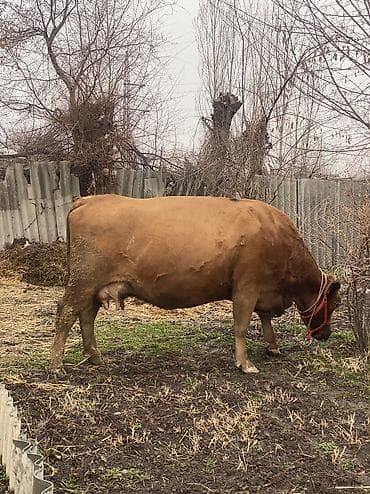 корова голштин: Продаю | Корова (самка), Тёлка, Музоо, торпок | Полукровка, Монбельярд | На откорм, На забой, Для разведения | После отела, Искусственник — 6