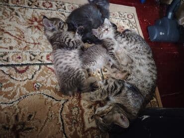 взять котёнка в хорошие руки: Отдам в хорошие руки котят. Мама пароды Пиксибоб — 5