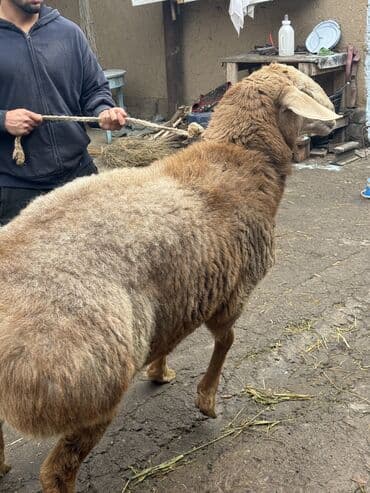 продаю в связи с переездом: Продаю | Баран (самец) | Для разведения | Племенные — 1